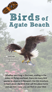 Birds of Agate Beach Thumbnail