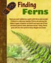 Finding Ferns brochure