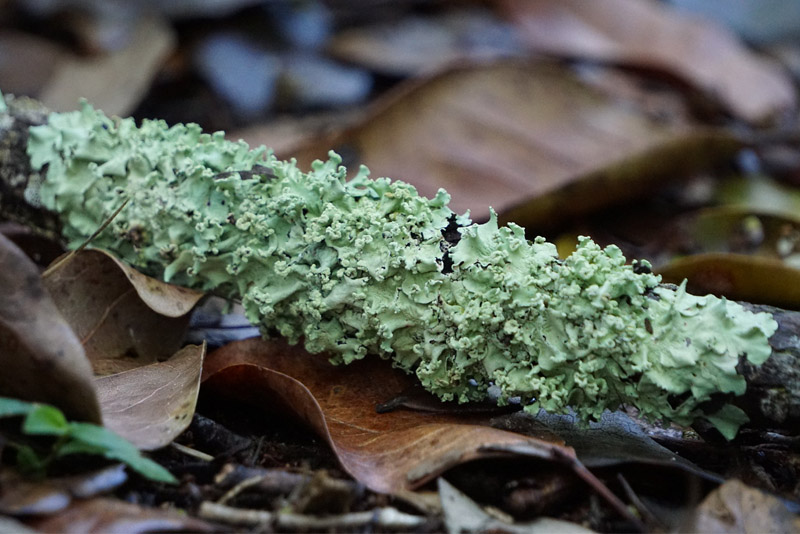 Foliose Lichen
