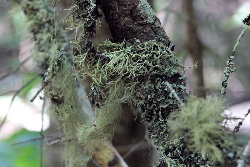 Fruticose Lichen