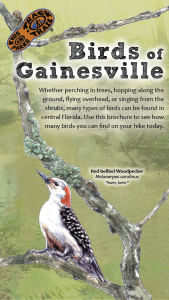 Birds of Gainesville Thumbnail
