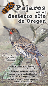 Birds of High Desert (Espanol) Thumbnail