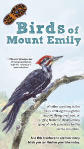 Birds of Mount Emily Thumbnail