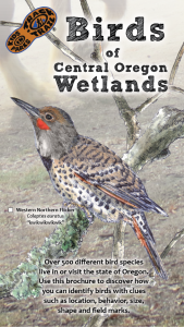 Birds of Central Oregon Wetlands