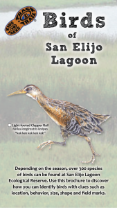 Birds of San Elijo Lagoon Thumbnail