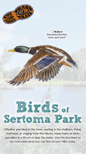 Birds of Sertoma Thumbnail