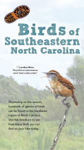 Birds of Southeastern NC Thumbnail