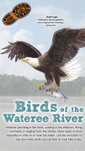 Birds of Wateree River Thumbnail