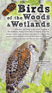 Birds of Woods & Wetlands Thumbnail