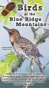 Birds of the Blue Ridge Thumbnail