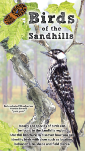 Birds of the Sandhills Thumbnail