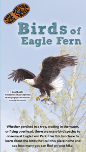 Birds of Eagle Fern Thumbnail