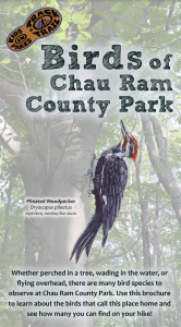 Birds of Chau Ram