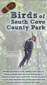 Birds of South Cove