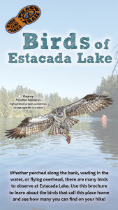 Birds of Estacada Lake Thumbnail
