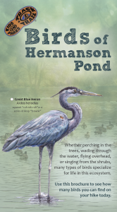 Birds of Hermanson Pond