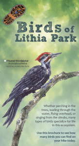 Birds of Lithia Park