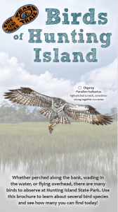 Birds of Hunting Island Cover