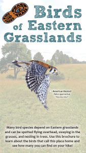 Birds of Eastern Grasslands Thumbnail