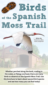 Birds of the Spanish Moss Trail cover, featuring an Ibis