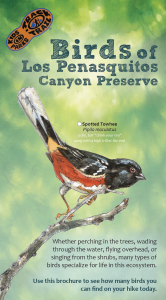 Birds of Los Penasquitos Canyon Preserve