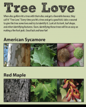 Tree Love Scorecard Cover Tree Love Scorecard Cover showing American Sycamore and Red Maple