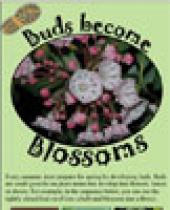 Buds become Blossoms brochure