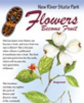 New River: Flowers become Fruit brochure