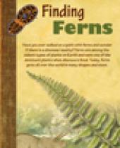Finding Ferns brochure