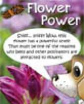 Flower Power brochure thumbnail