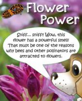 Flower Power brochure