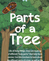 3rd Grade Haw Creek Trees brochure thumbnail