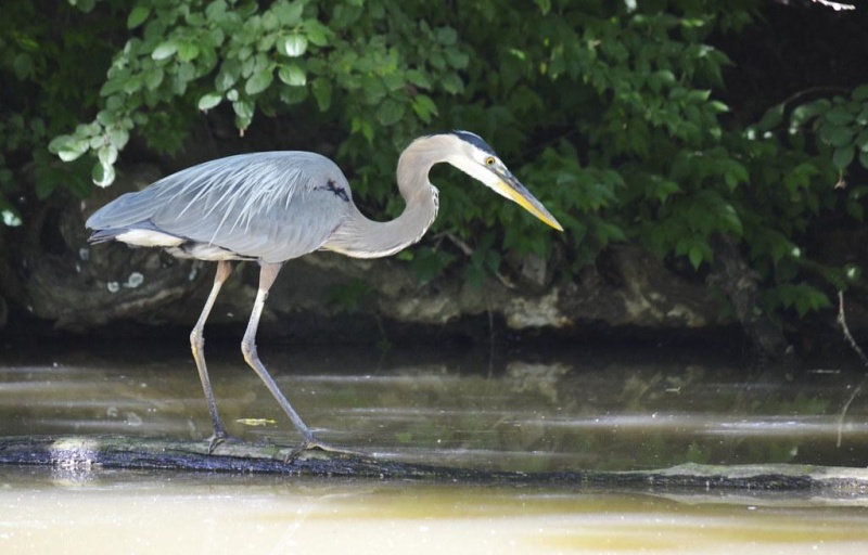 Bird at Eastwood MetroPark