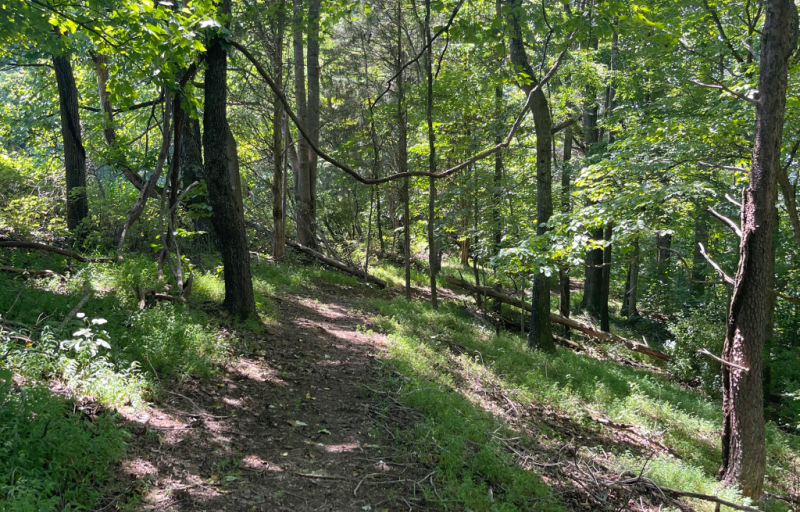 Glen Maury Park trail