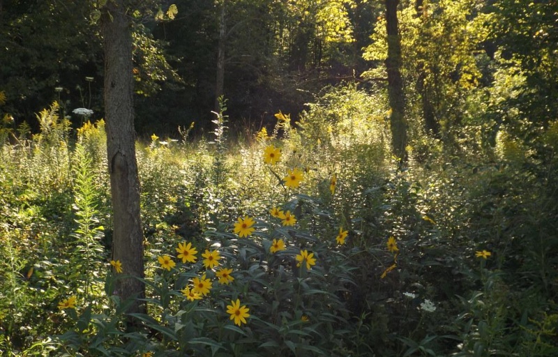 Possum Creek MetroPark