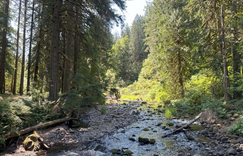 Sun shining on Clear Creek