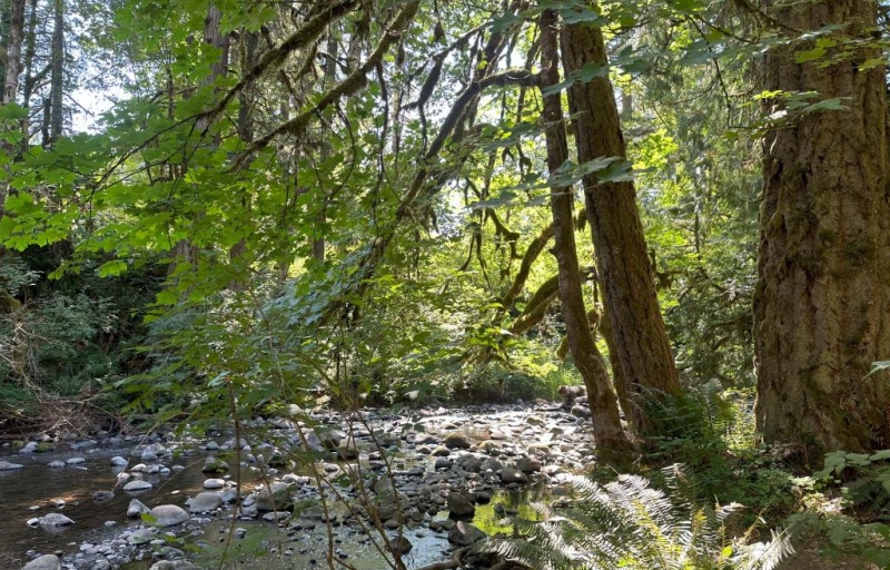 Clear Creek and its swimming hole