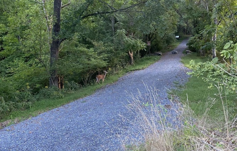 Wildlife at Woods Creek