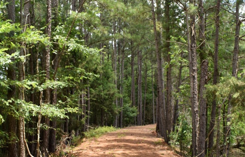 Nature Trail