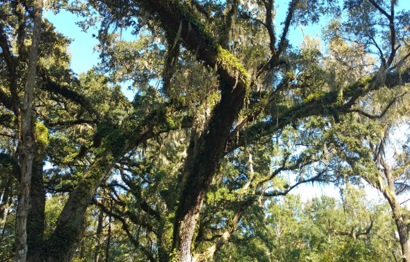 Resurrection ferns on a tree at Hogtown Creek Headwaters