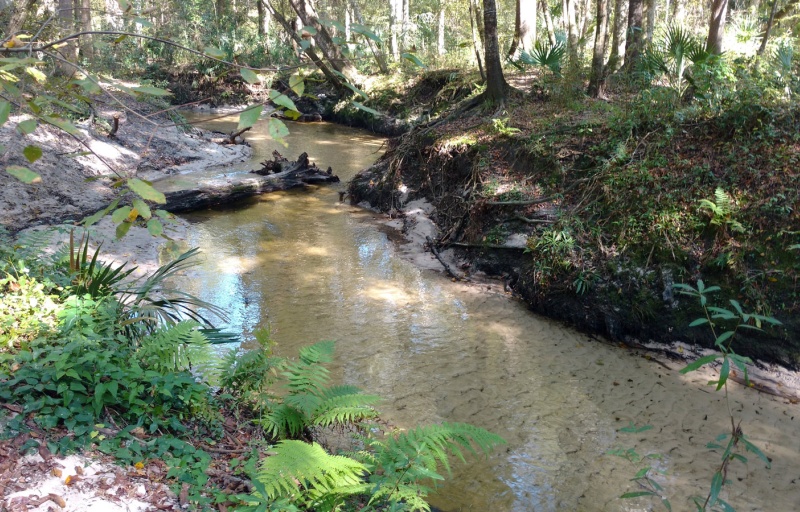 Loblolly Woods Creek