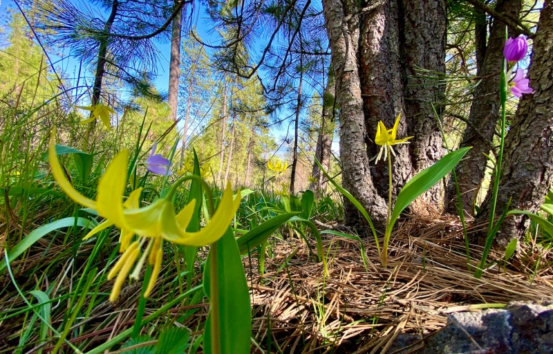 Fawn Lilies at MERA