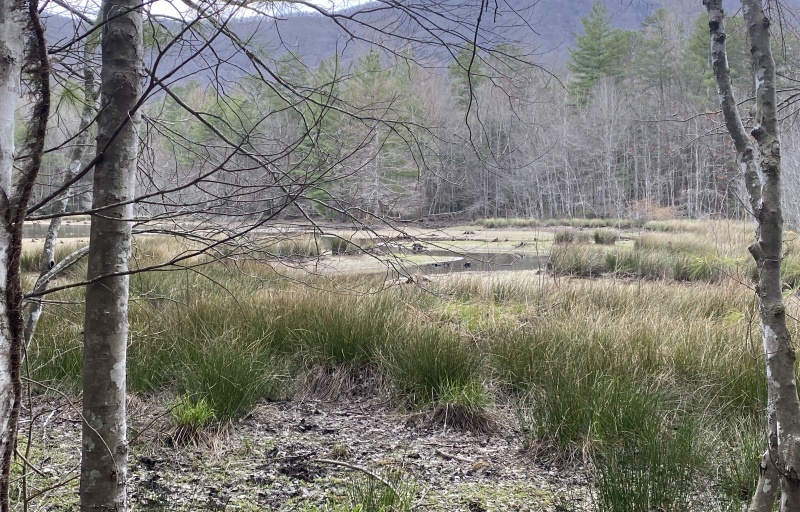 View of the marsh