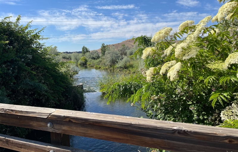 View of the wetlands near McNary Dam