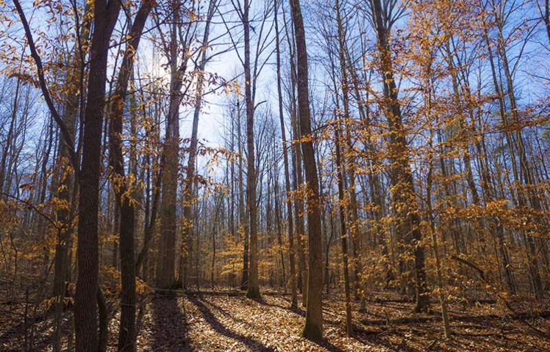 A wooded forest in the fall, with leaves on the ground.