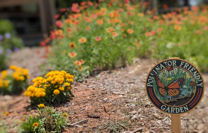Pollinator Garden