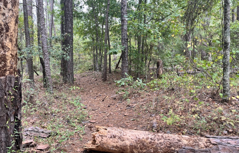 Trail through the woods in Stevens Creek HP