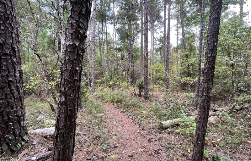 Trail through the woods in Stevens Creek HP