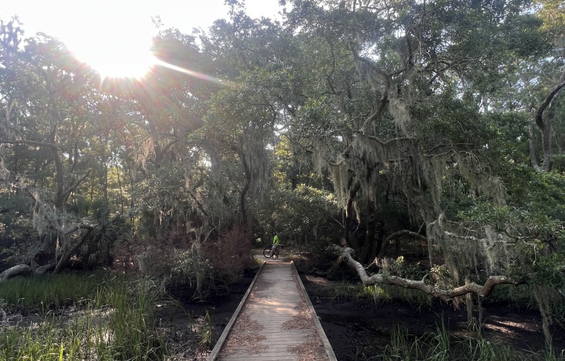 Wooden boardwalk leading into trees