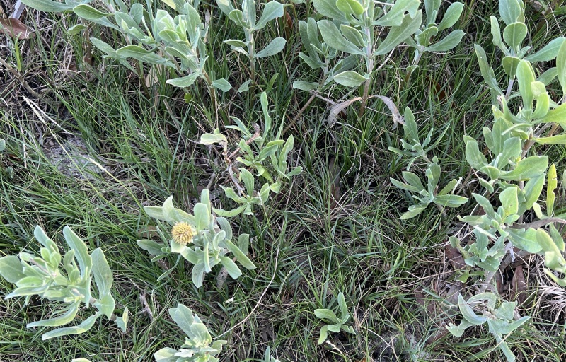Plant life at Edisto Beach SP